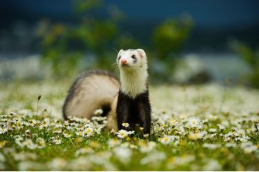 Accueillir un furet dans son foyer Beaphar